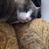Sammie profile picture