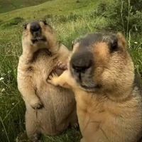 Honest Recommendations profile picture