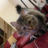 Lusalma profile picture