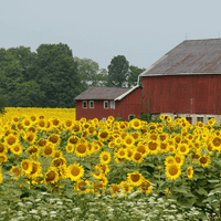 The Barn at Silver Creek profile picture