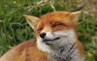 Niko profile picture