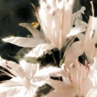 Hujesta Ahmadi profile picture