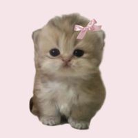 SugarMoon By Mads profile picture