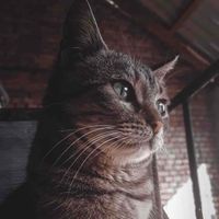 MilicaB profile picture