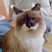 CrazyCatLady profile picture