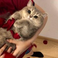 Milos Vuckovic profile picture