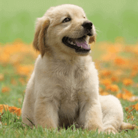 Kenn Mago profile picture