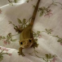 Anna Sargsyan profile picture