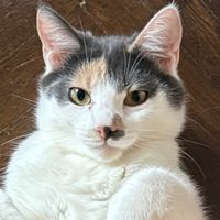 Chez Lexy profile picture