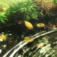 Nicole Leiaway profile picture