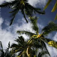 Shall profile picture