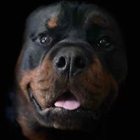 Shellboat profile picture