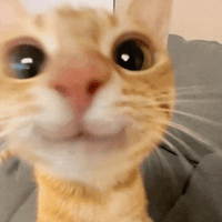 Meow profile picture