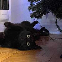 Coco profile picture