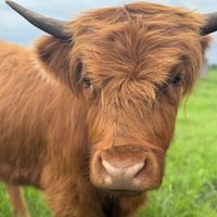 Madison profile picture