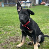 SID profile picture