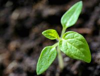 Jenny Sandler profile picture