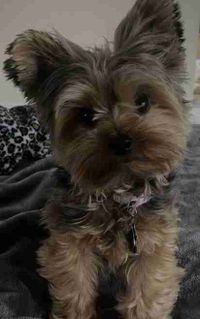 Ella Dickens profile picture