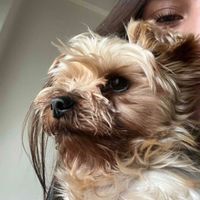 Giota Bostantzoglou profile picture