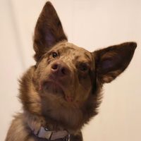 Charlie Mason profile picture