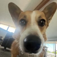 Chloe Peterson profile picture