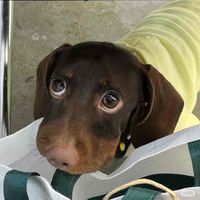 miseosoop profile picture