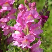 Anders profile picture