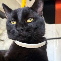 Pet Animal Lover profile picture