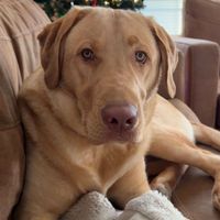 Tank profile picture