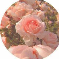 Amina A. profile picture
