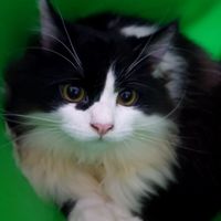 Moza Cute Cat profile picture