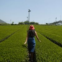 lottie profile picture