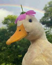 Pantcy profile picture