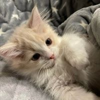 Framesync profile picture