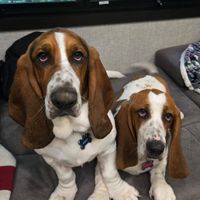 Yvette Rooney profile picture