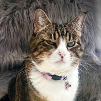 Mimithetabbygrumpycat profile picture