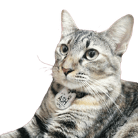 A Little Cattitude profile picture