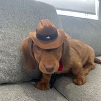 Willie the Weiner profile picture