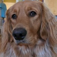 Tommie Moore profile picture