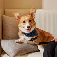 blaze the corgi 🔥 profile picture