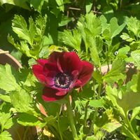 Kristina profile picture