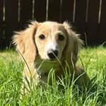 Cannoli | Mini Dachshund profile picture