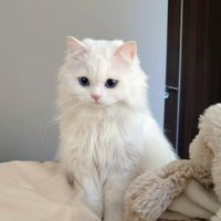 Oma.a profile picture