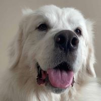 Ozzie’s Mom profile picture