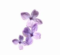 Mia 💜 profile picture