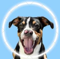 Paul the Curious Coonhound profile picture