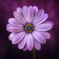 Marie Freelan profile picture