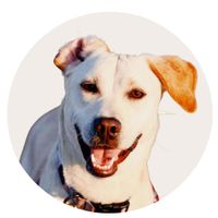 Life with Stella Girl profile picture