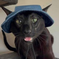 Molly 🖤 Oriental Shorthair profile picture
