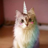 Leah Rubin profile picture